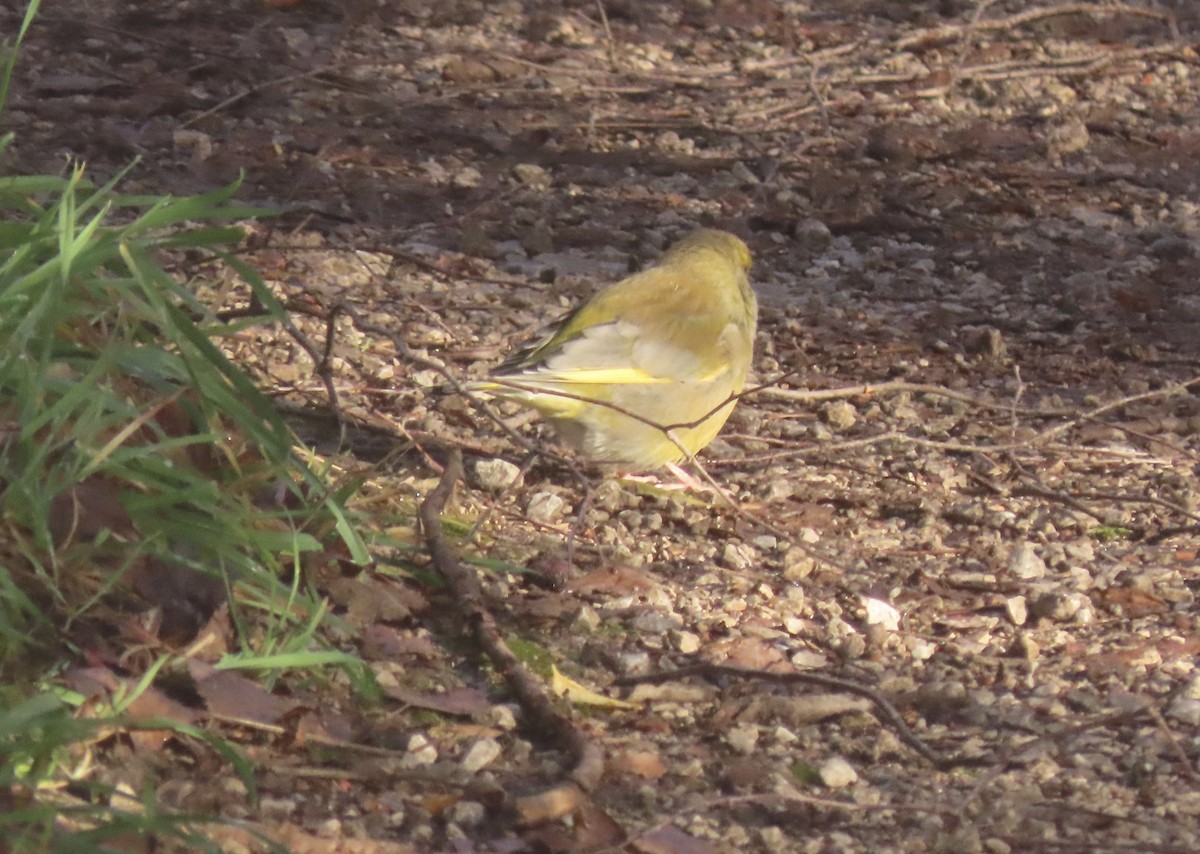 European Greenfinch - ML646886916