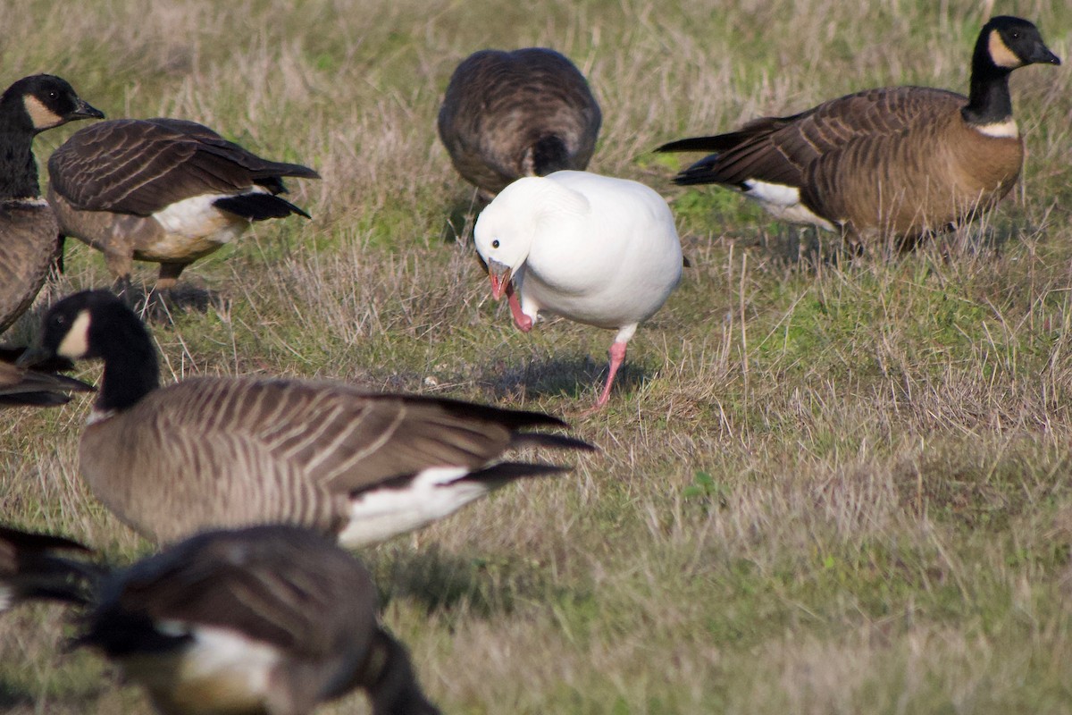 Ross's Goose - ML646886922