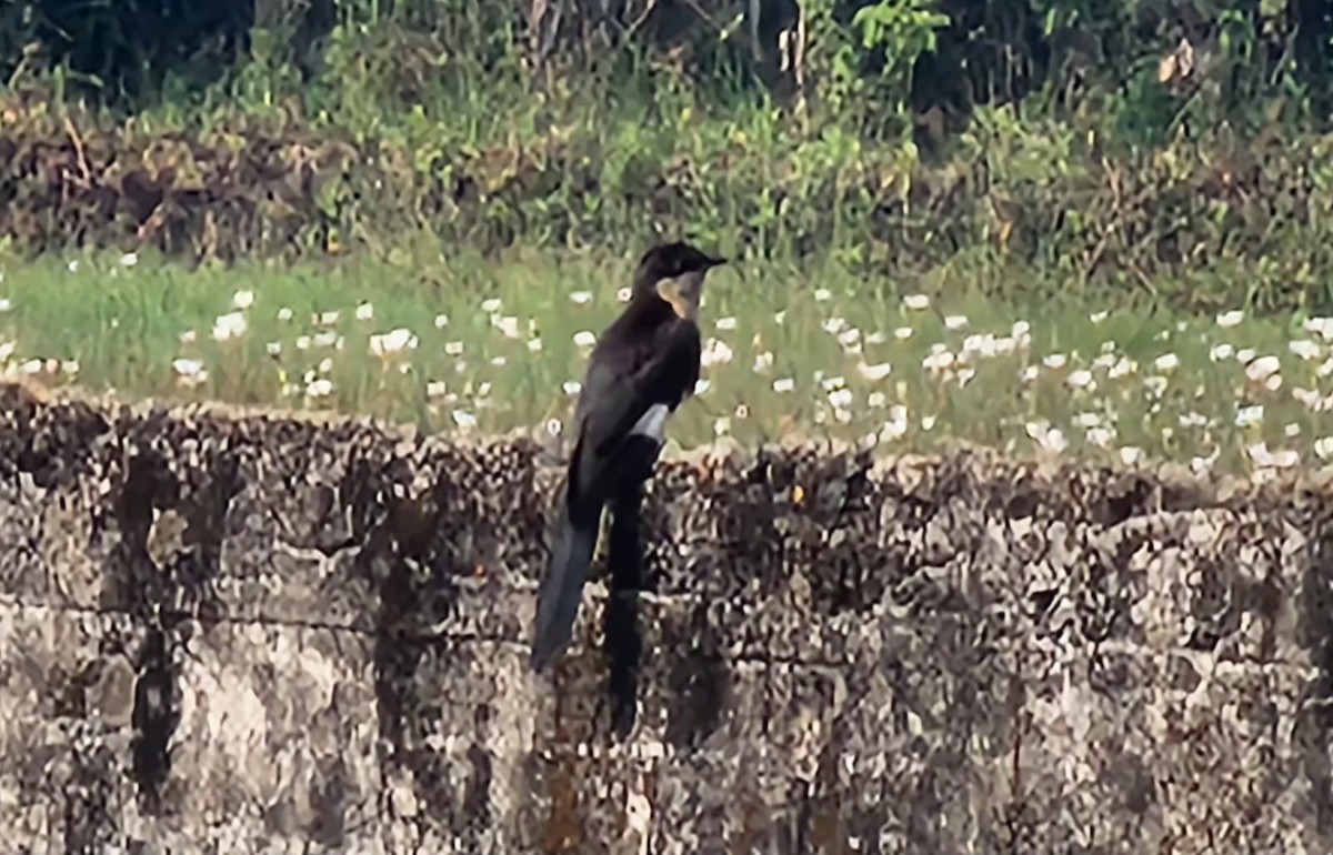 Pied Cuckoo - ML646886923