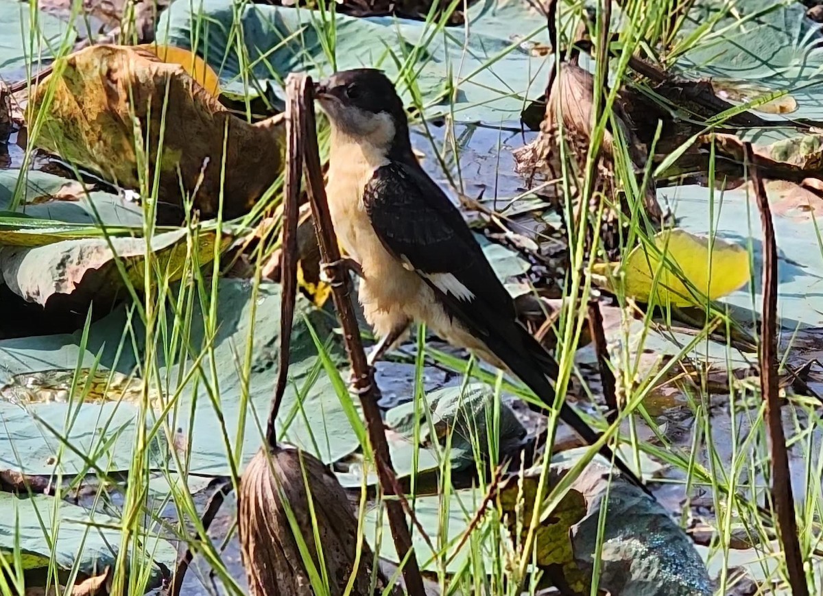 Pied Cuckoo - ML646886924