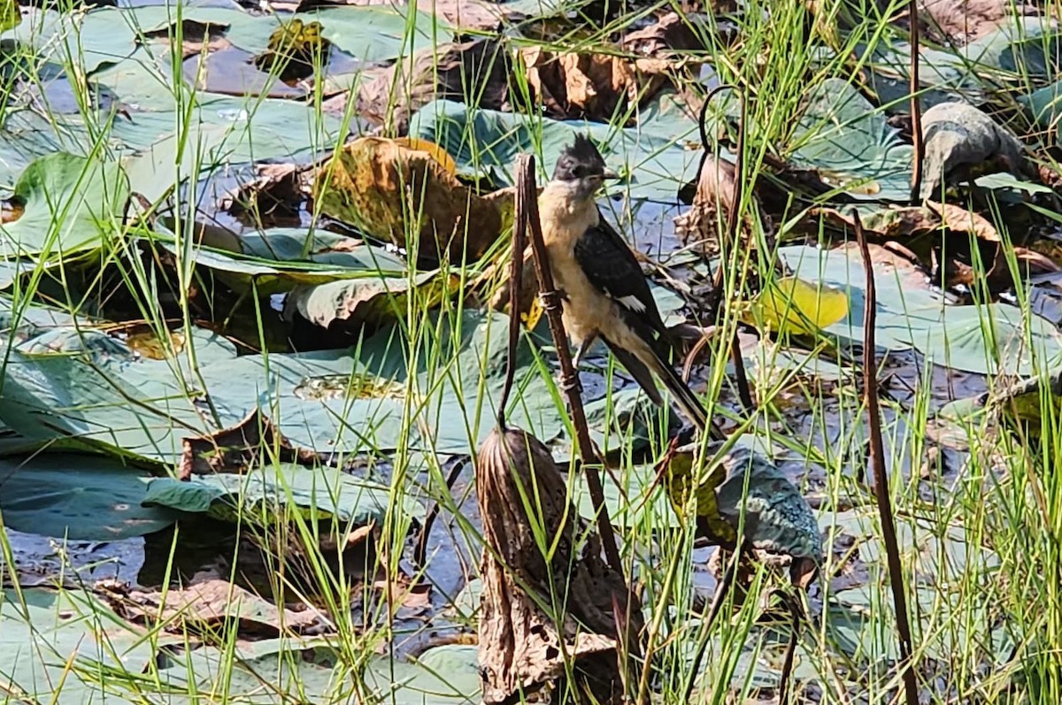Pied Cuckoo - ML646886925