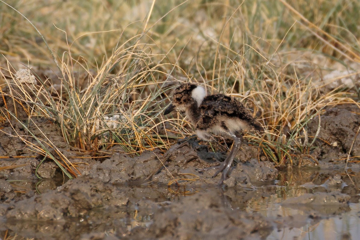 Blacksmith Lapwing - ML646886931