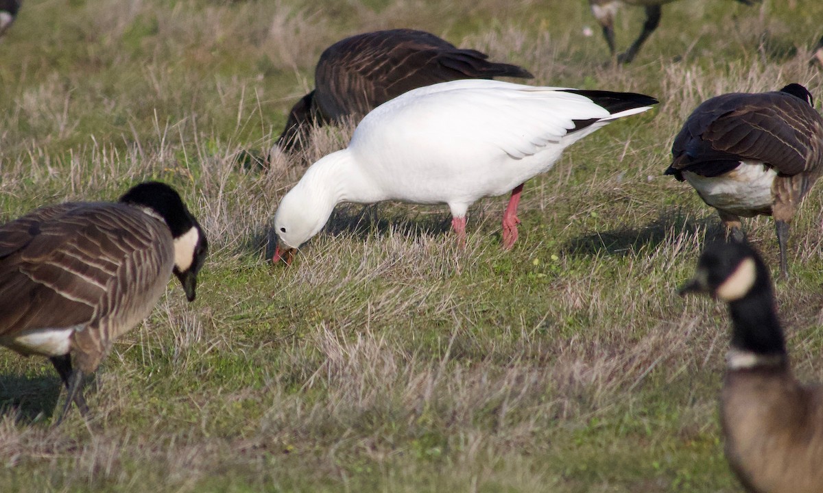 Ross's Goose - ML646886938
