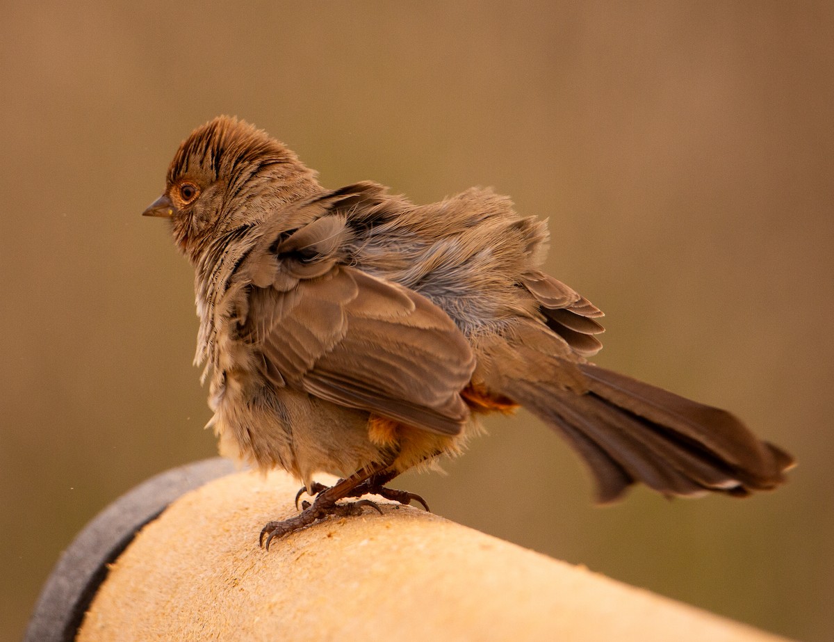 California Towhee - ML646886940