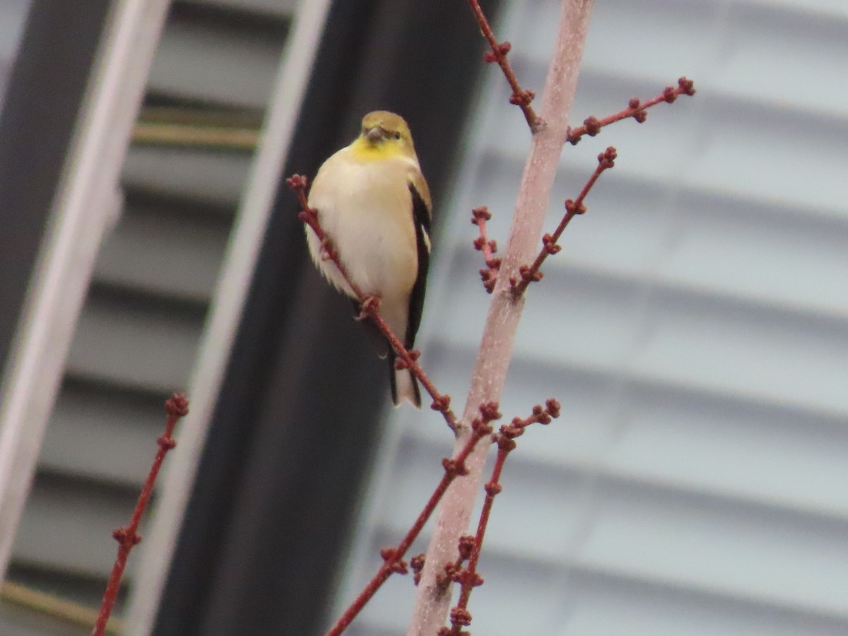 čížek žlutý - ML646886946