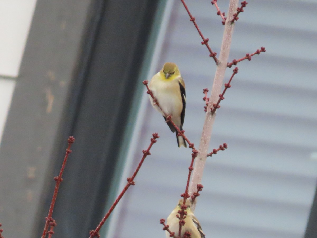 čížek žlutý - ML646886949