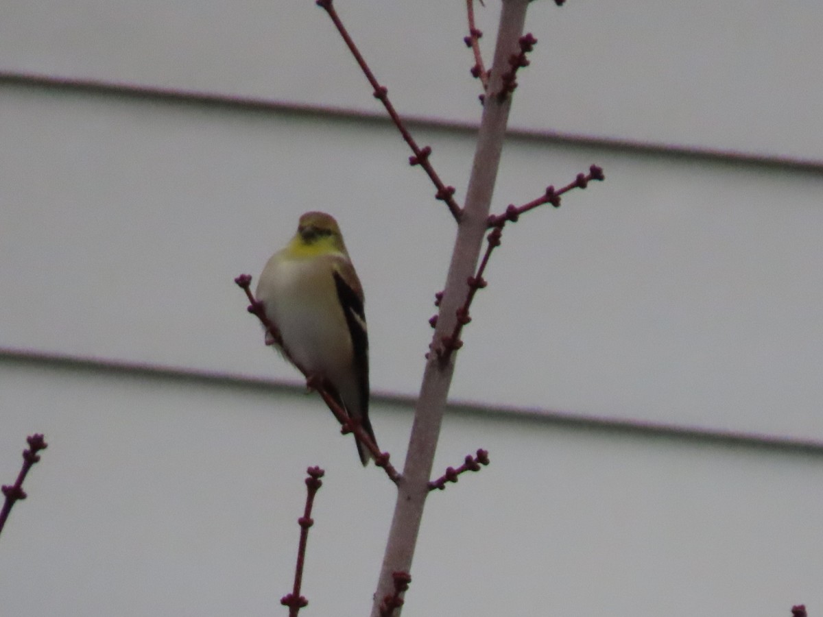 čížek žlutý - ML646886953