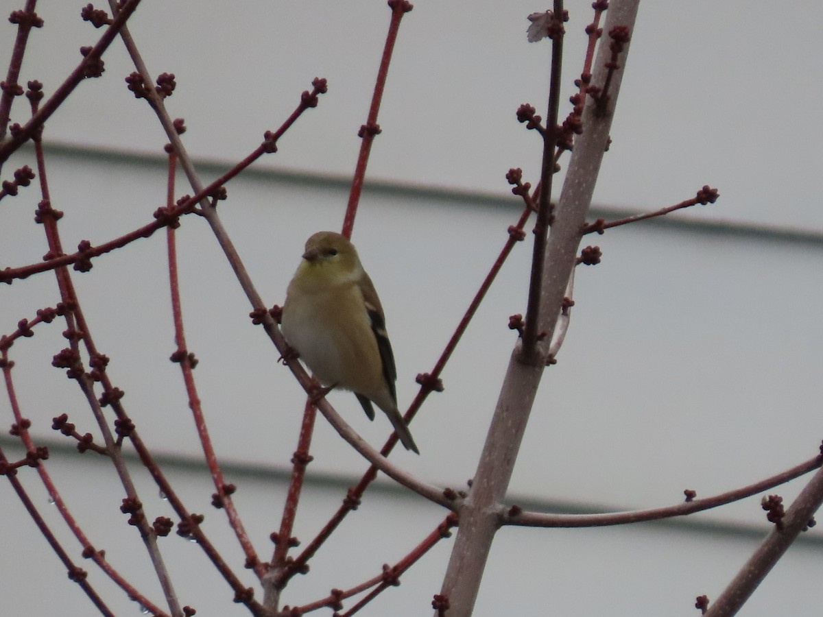 čížek žlutý - ML646886955