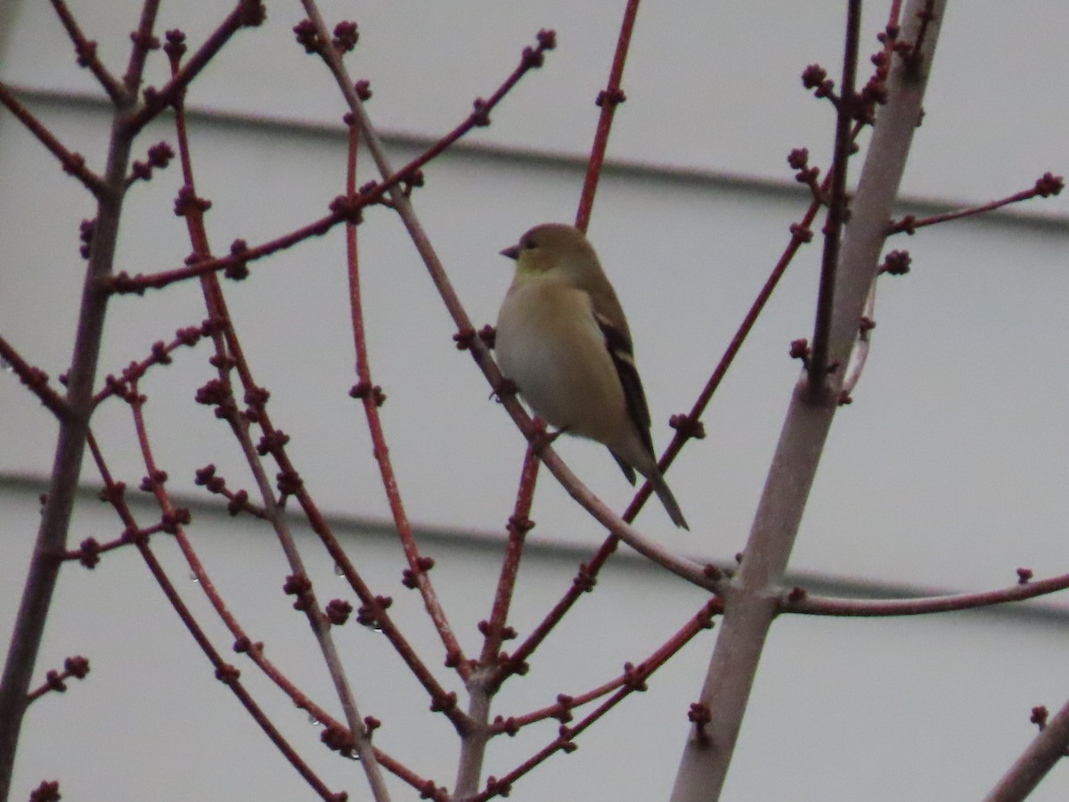 čížek žlutý - ML646886957