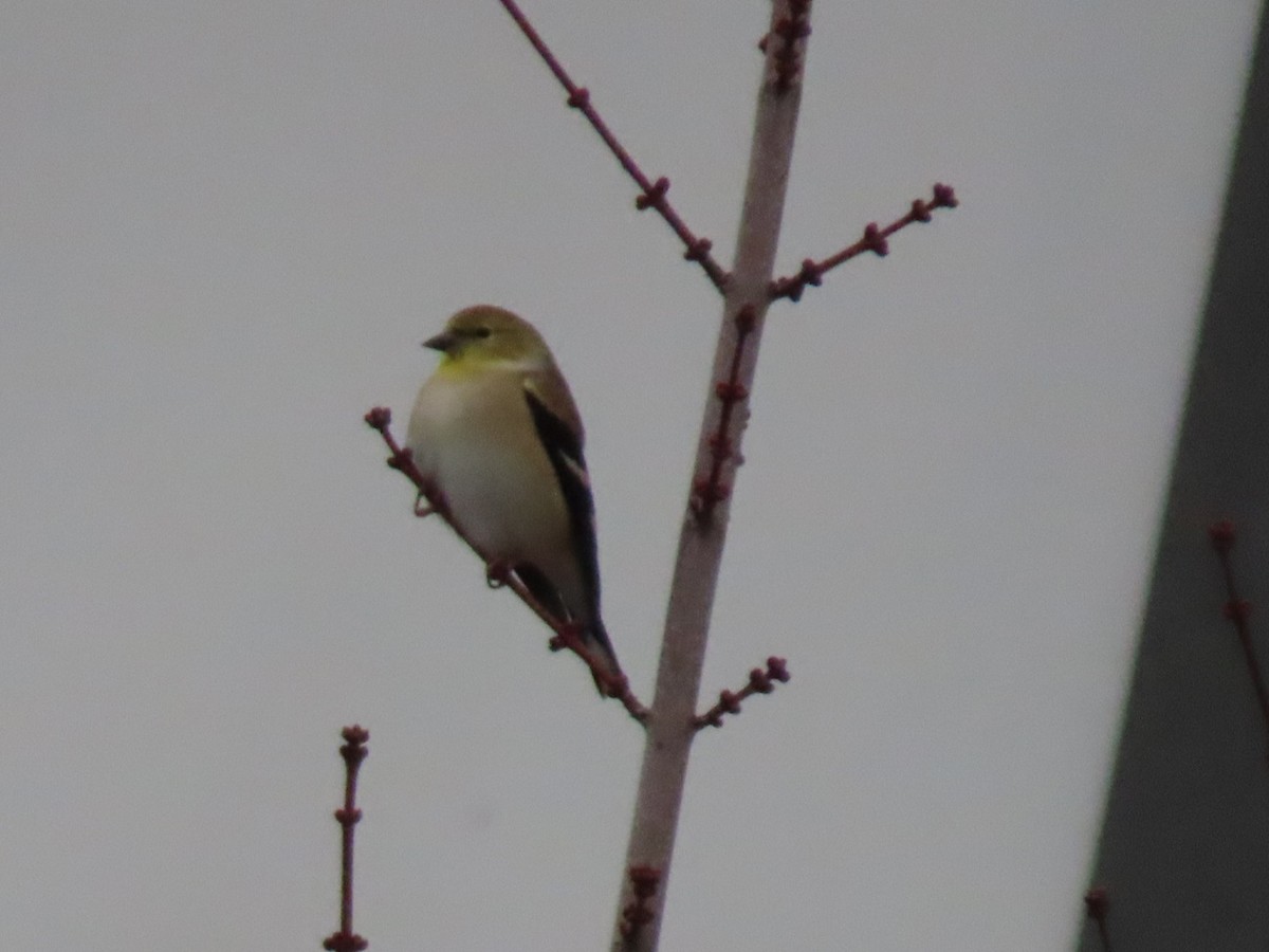 čížek žlutý - ML646886959