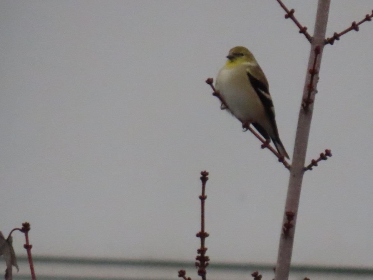 čížek žlutý - ML646886960