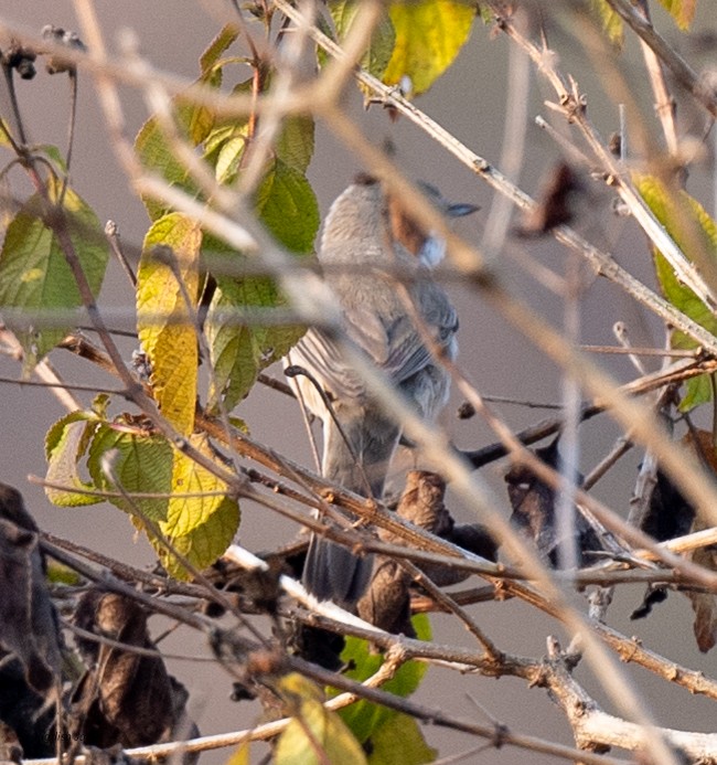 pěnice pokřovní - ML646886969