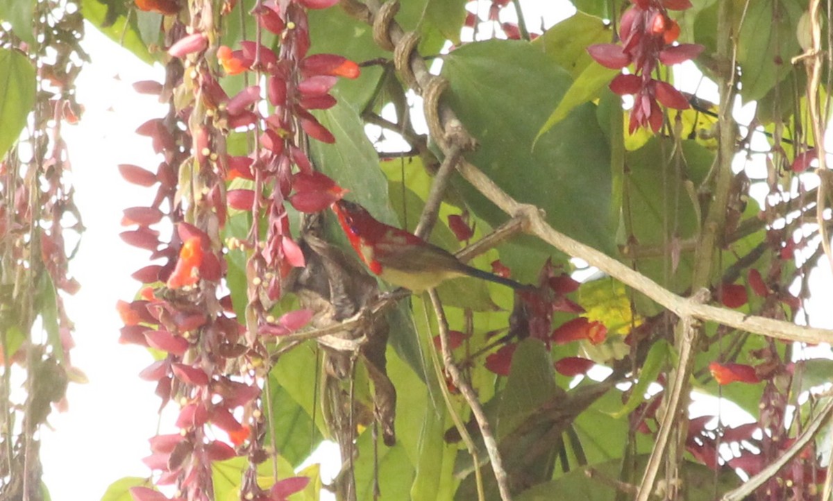 strdimil karmínovoprsý - ML646886972