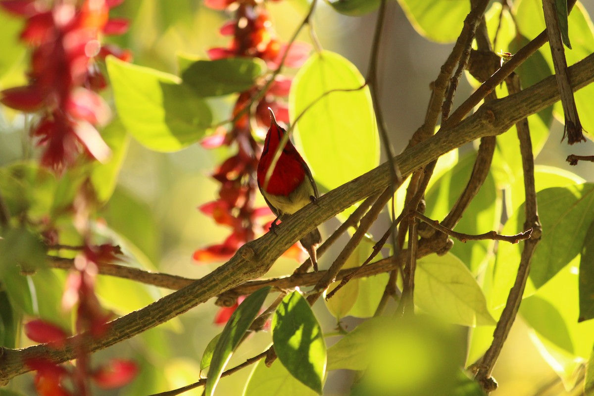 strdimil karmínovoprsý - ML646886978