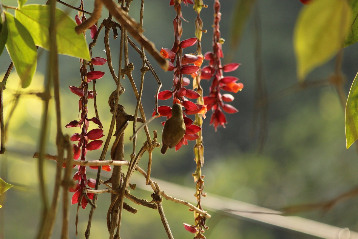 strdimil karmínovoprsý - ML646886979
