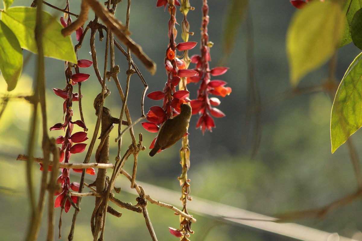 strdimil karmínovoprsý - ML646886980