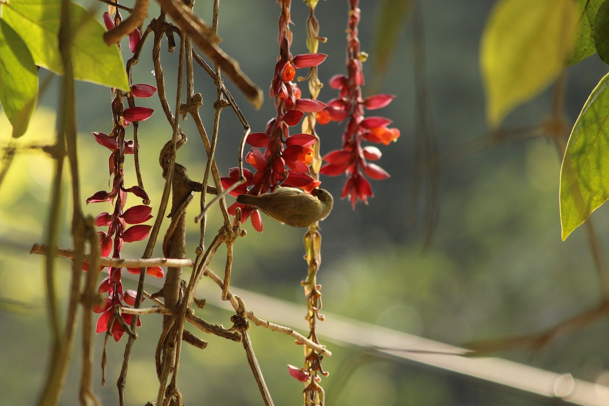 strdimil karmínovoprsý - ML646886981