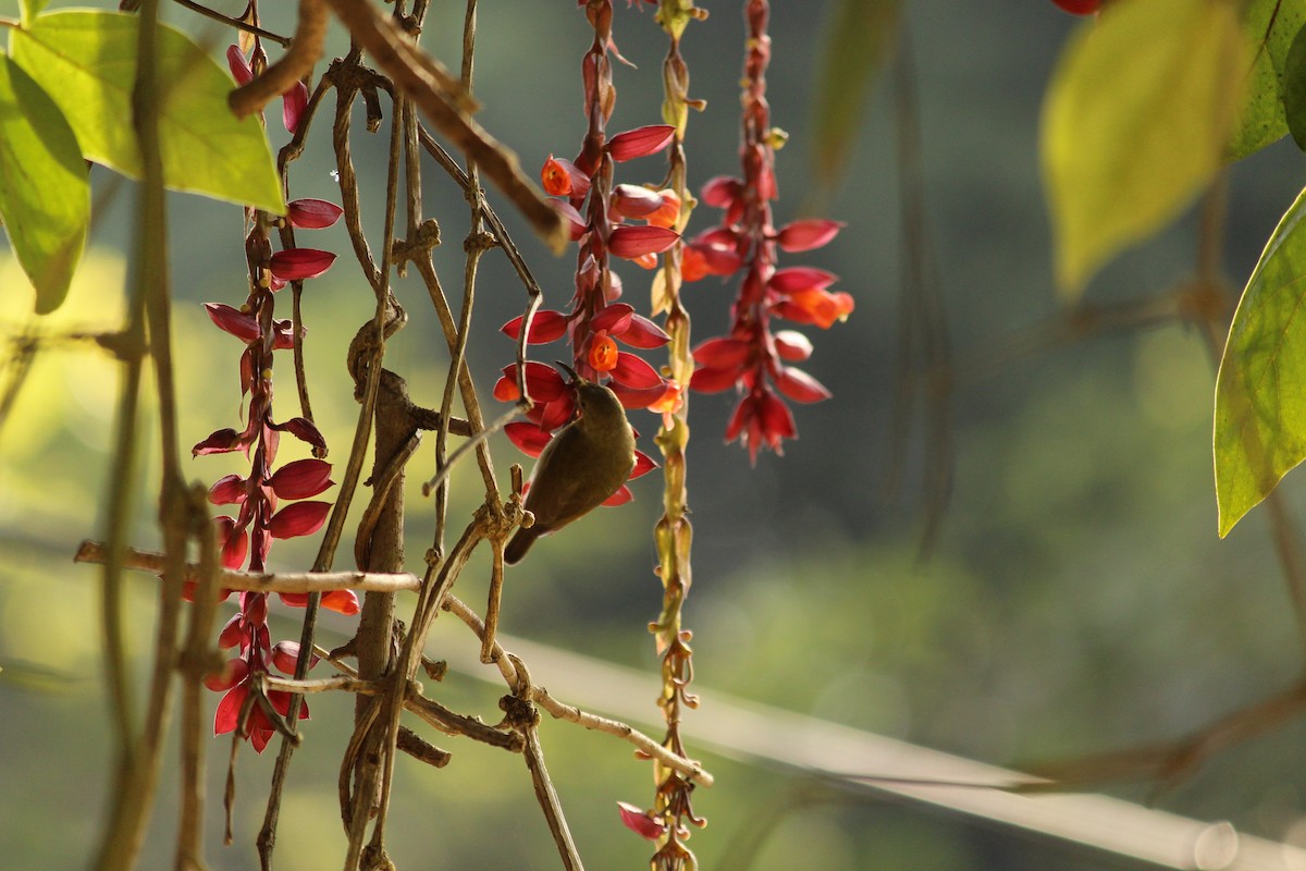 strdimil karmínovoprsý - ML646886982