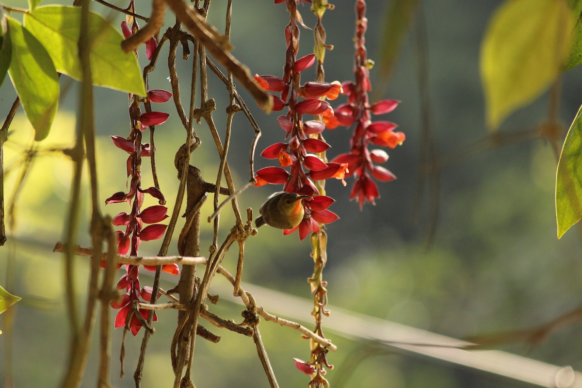 strdimil karmínovoprsý - ML646886983