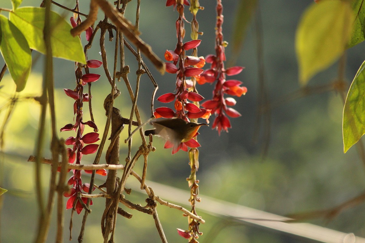 strdimil karmínovoprsý - ML646886984