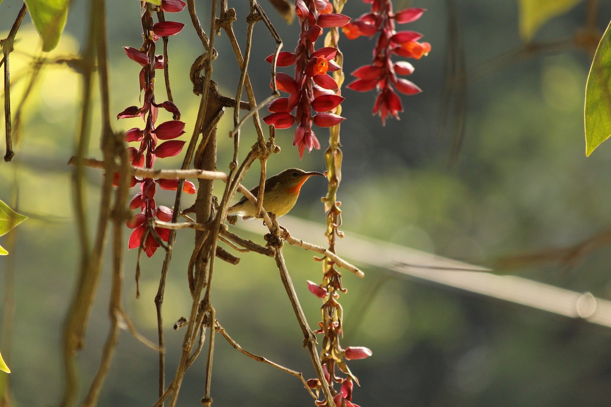 strdimil karmínovoprsý - ML646886985