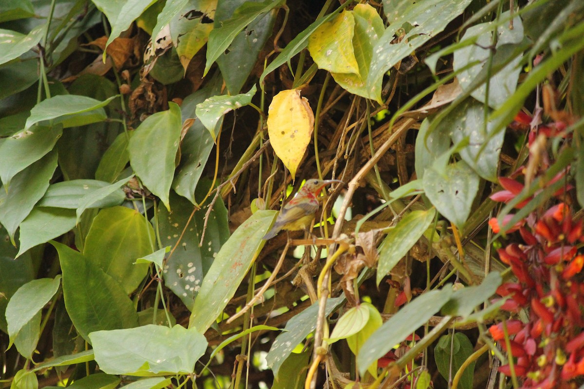 strdimil karmínovoprsý - ML646886986