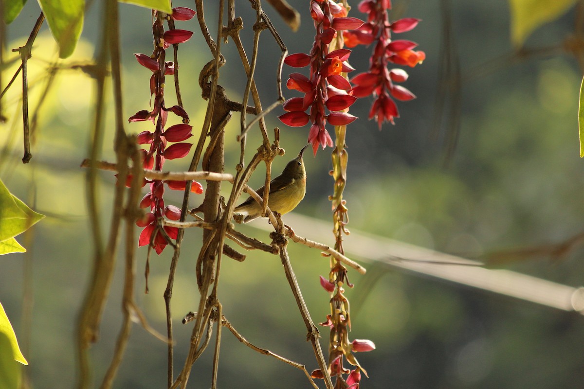 strdimil karmínovoprsý - ML646886987