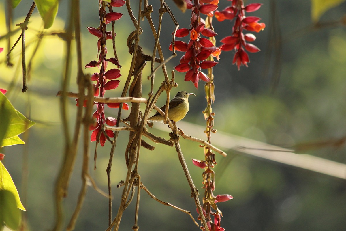strdimil karmínovoprsý - ML646886988