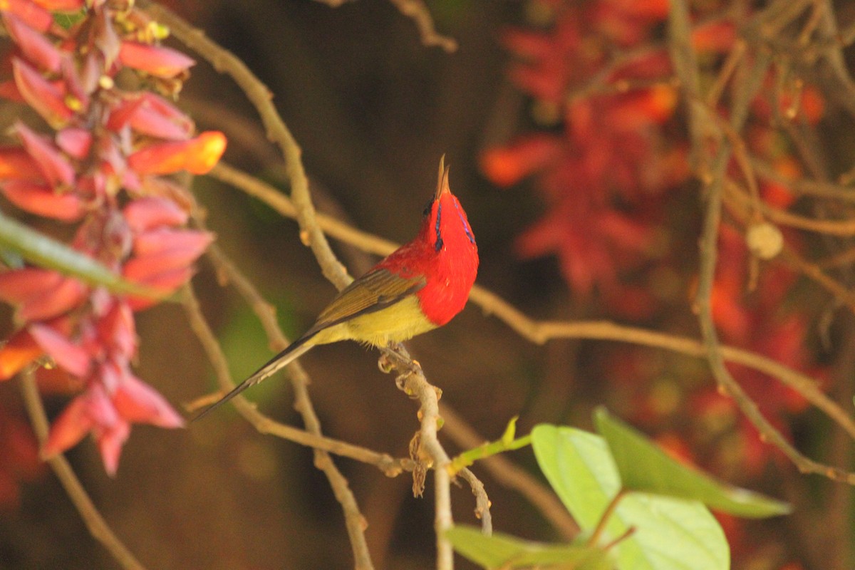 strdimil karmínovoprsý - ML646886989