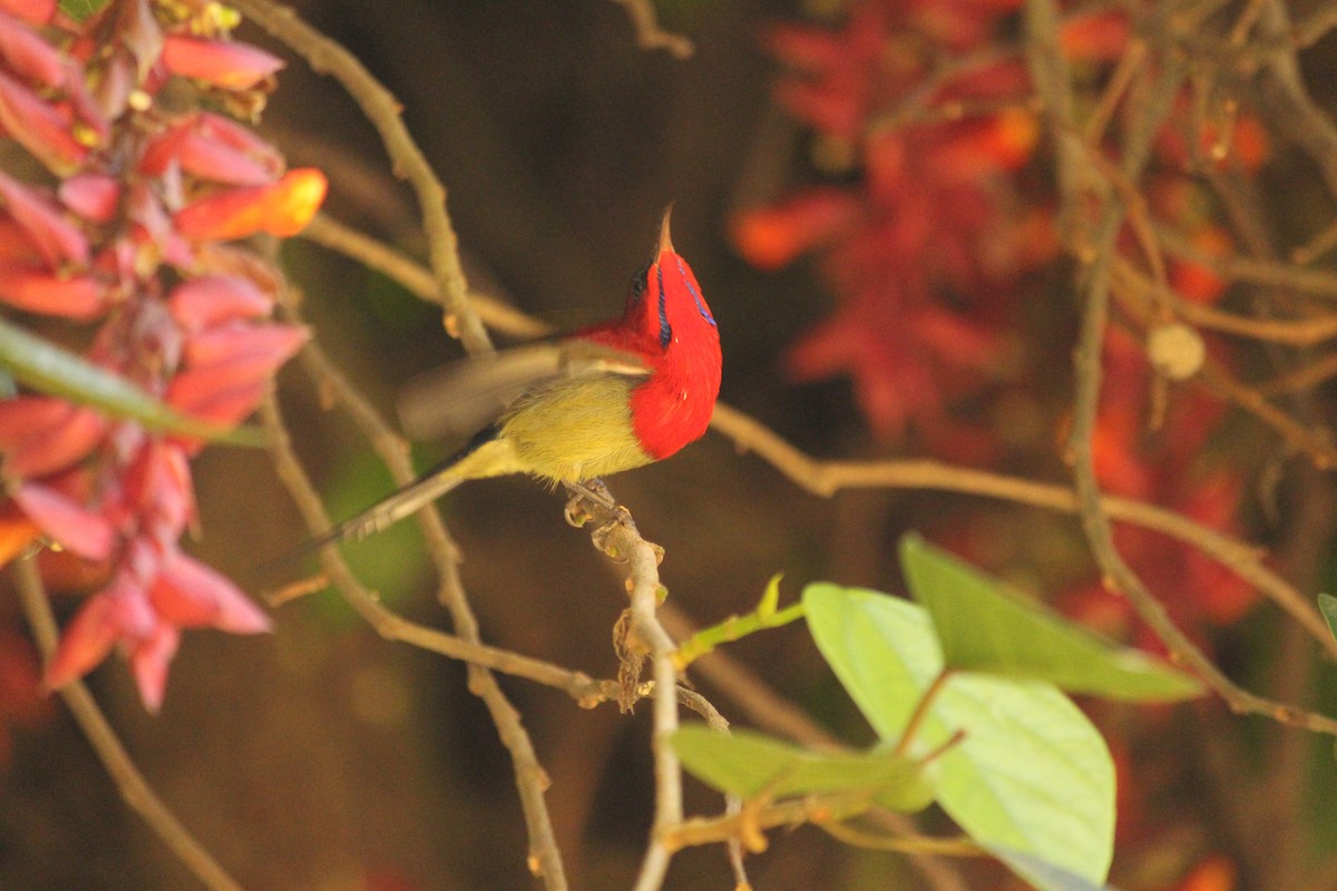 strdimil karmínovoprsý - ML646886990