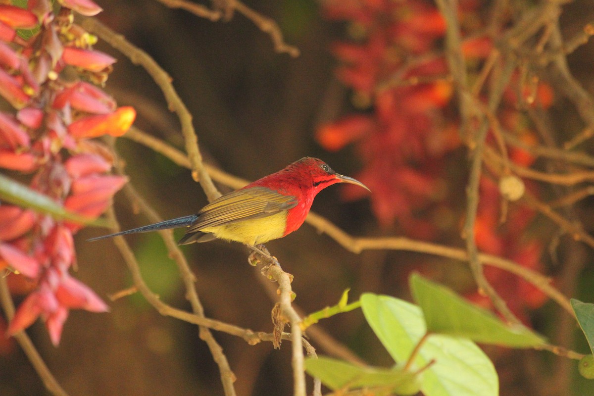 Crimson Sunbird - ML646886991