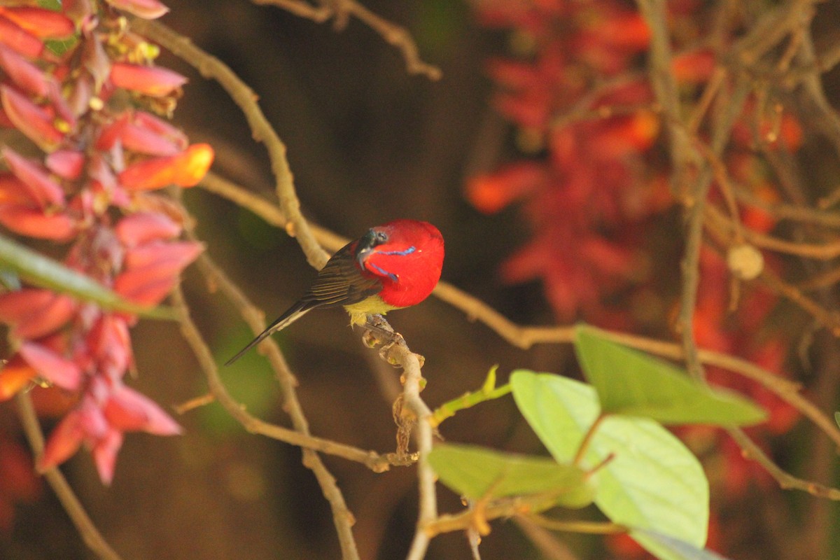 Crimson Sunbird - ML646886992