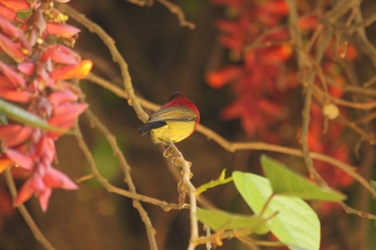 Crimson Sunbird - ML646886993