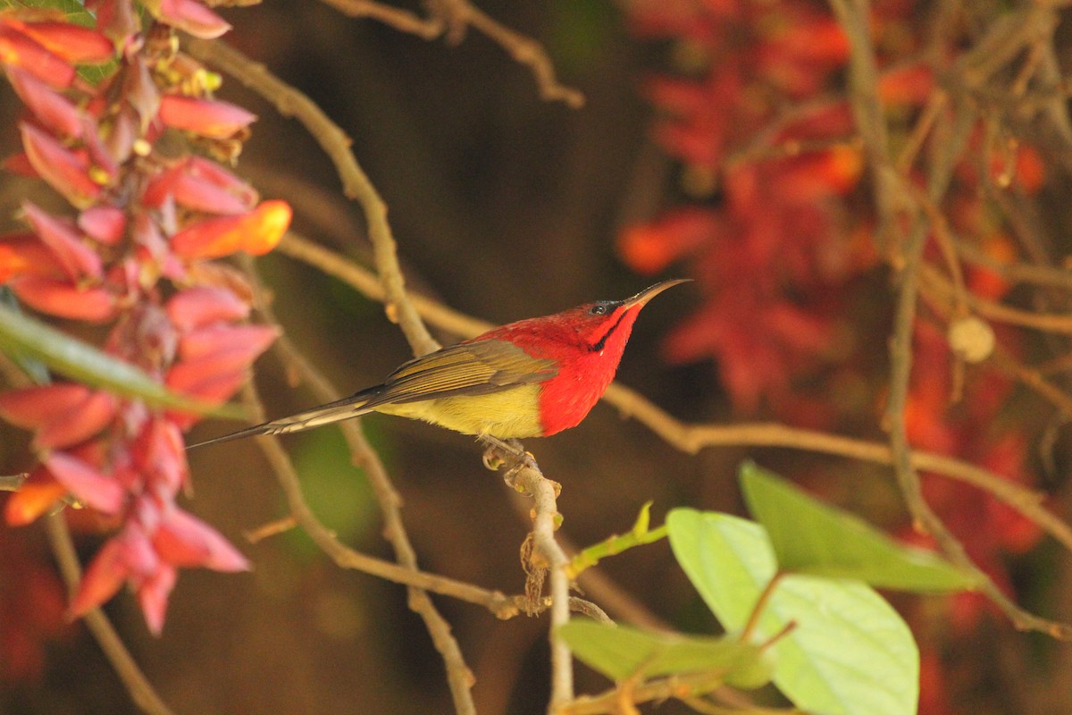 Crimson Sunbird - ML646886994