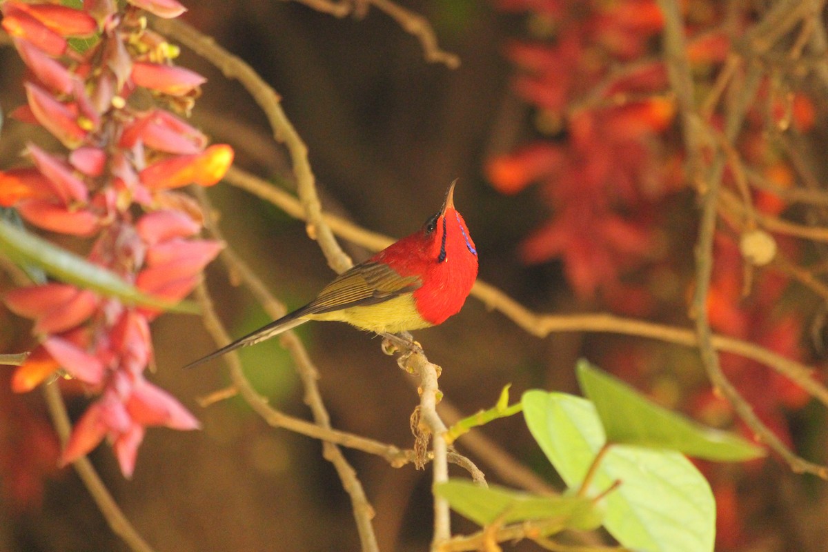 strdimil karmínovoprsý - ML646886995