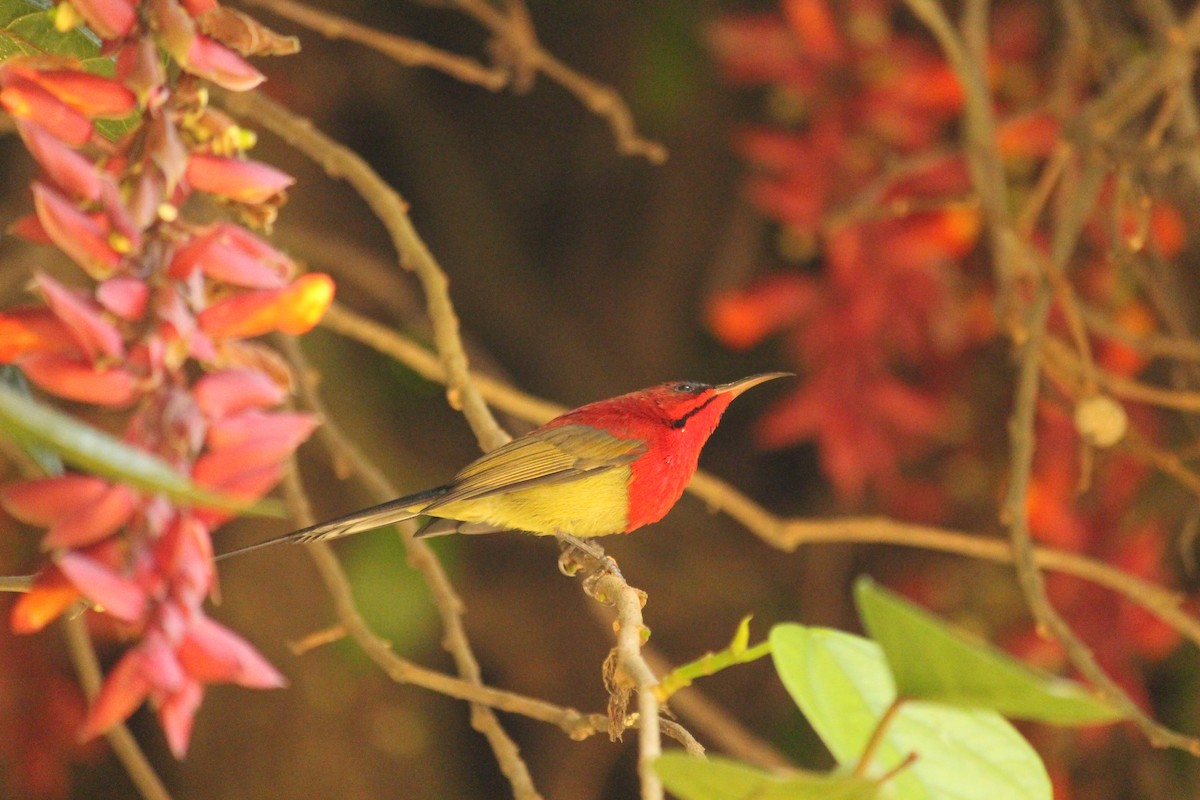 Crimson Sunbird - ML646886996