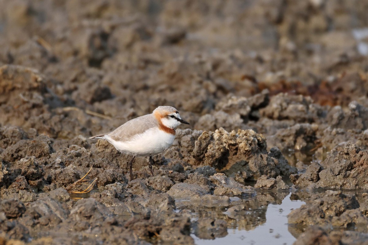 kulík hnědopásý - ML646887000