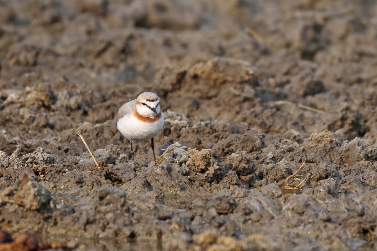 kulík hnědopásý - ML646887001