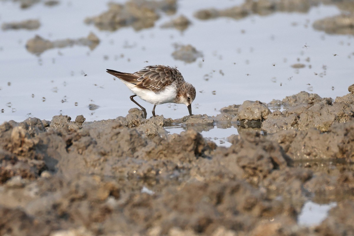 jespák malý - ML646887002