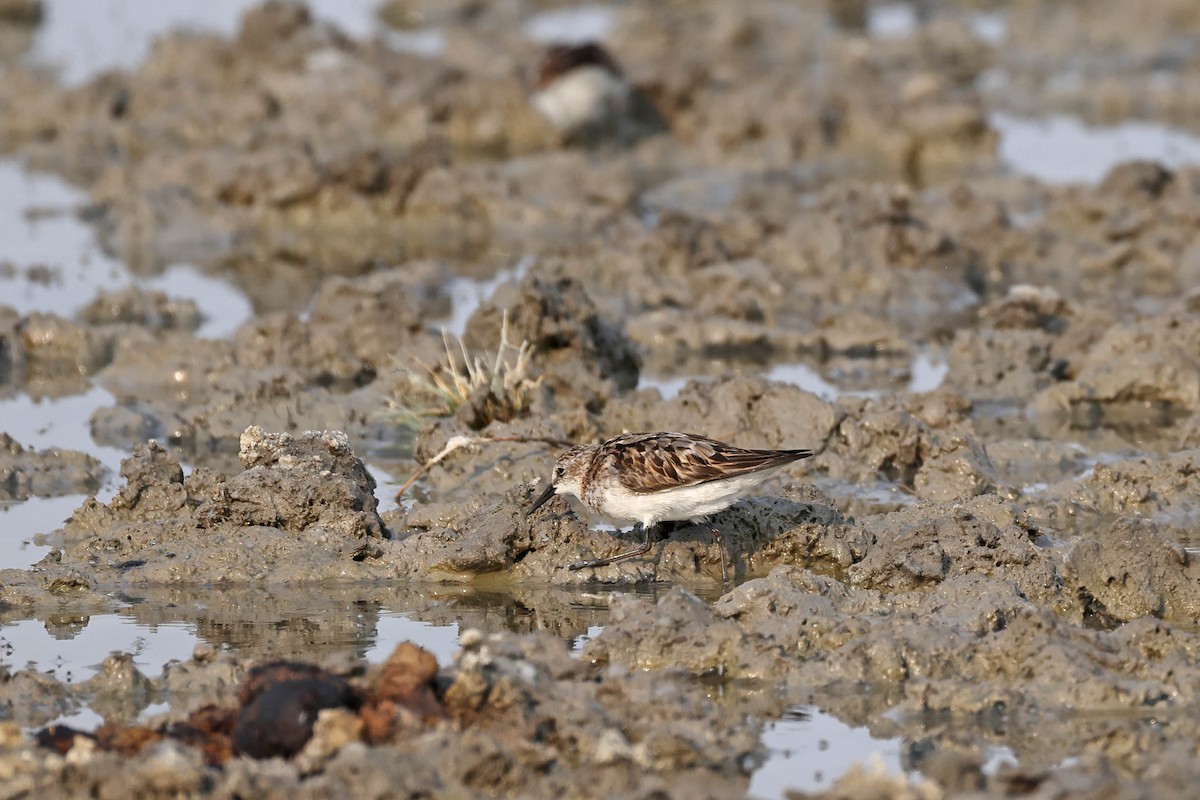 jespák malý - ML646887003