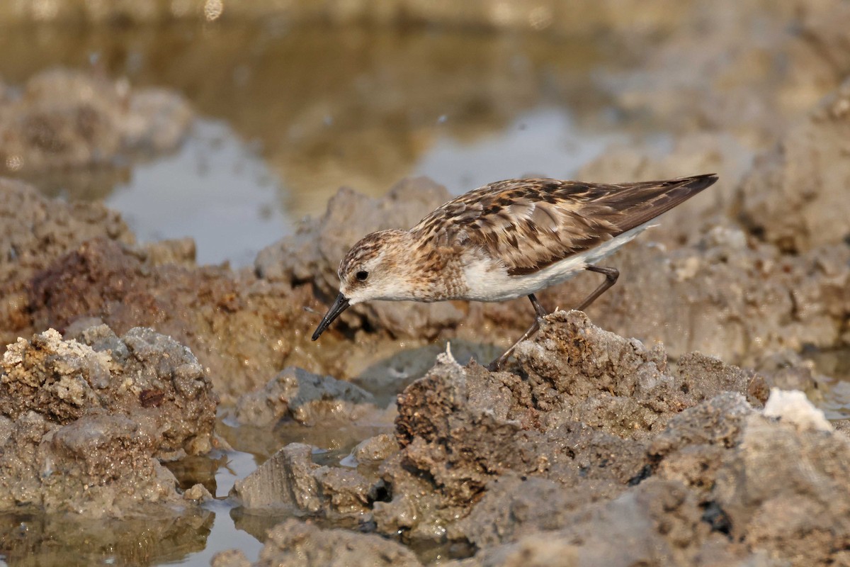 jespák malý - ML646887004