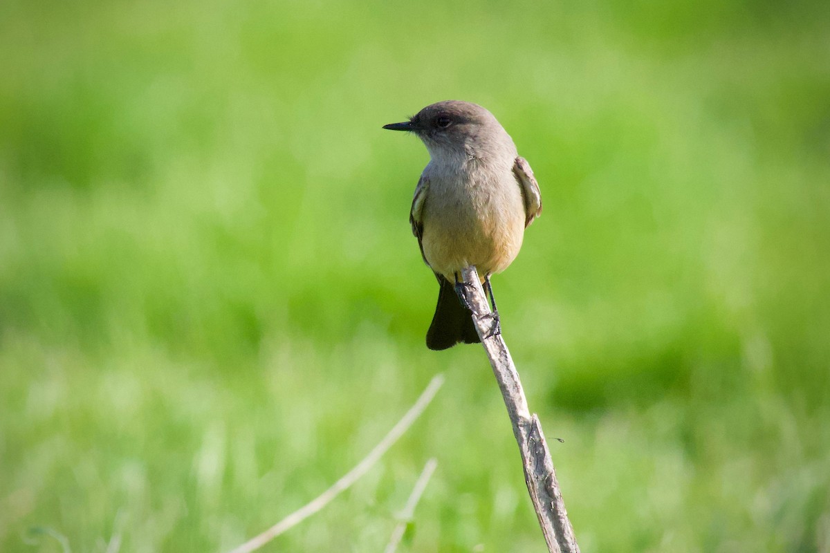 Say's Phoebe - ML646887005