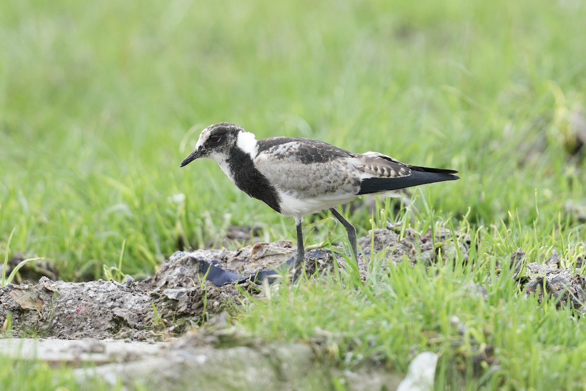 Blacksmith Lapwing - ML646887009