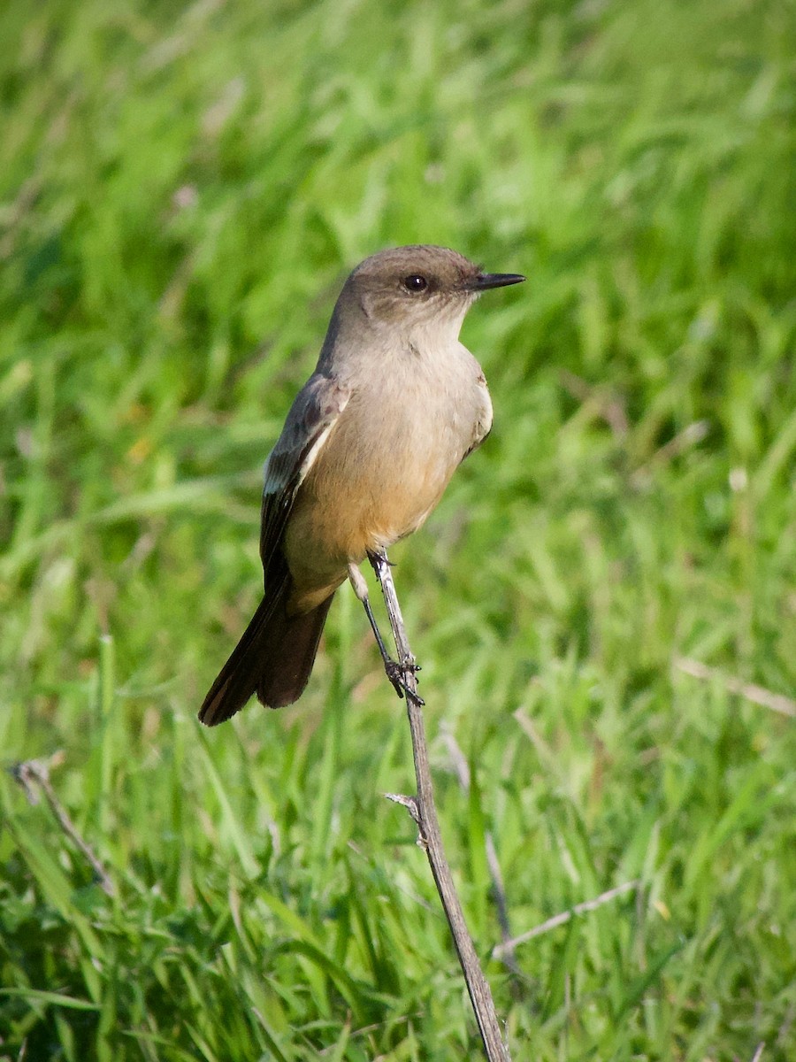Say's Phoebe - ML646887010