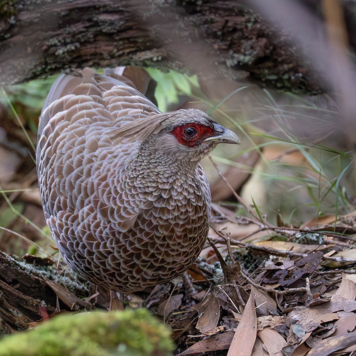 kalifasan - ML646887011