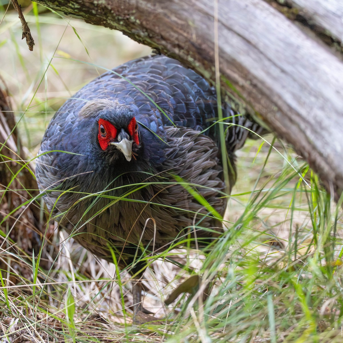 kalifasan - ML646887050