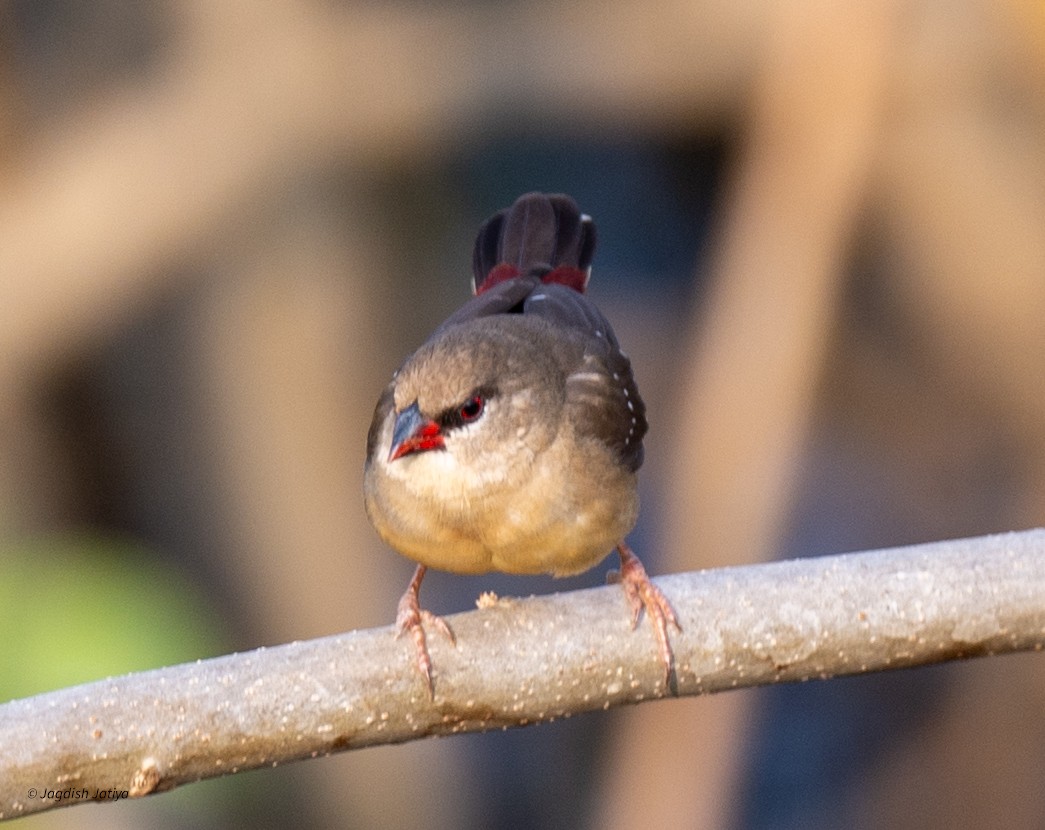 Red Avadavat - ML646887051