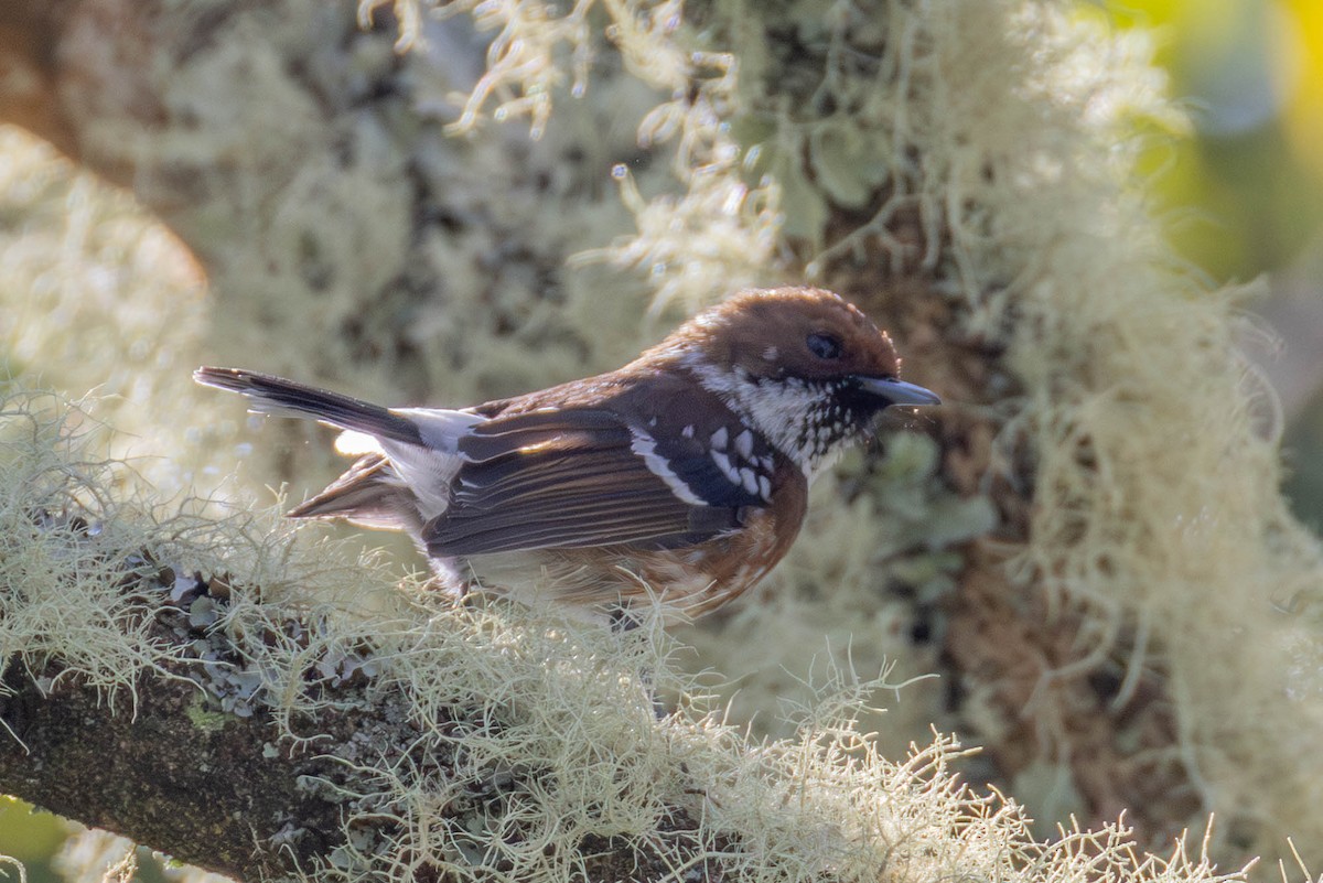 hawaiielepaio - ML646887053