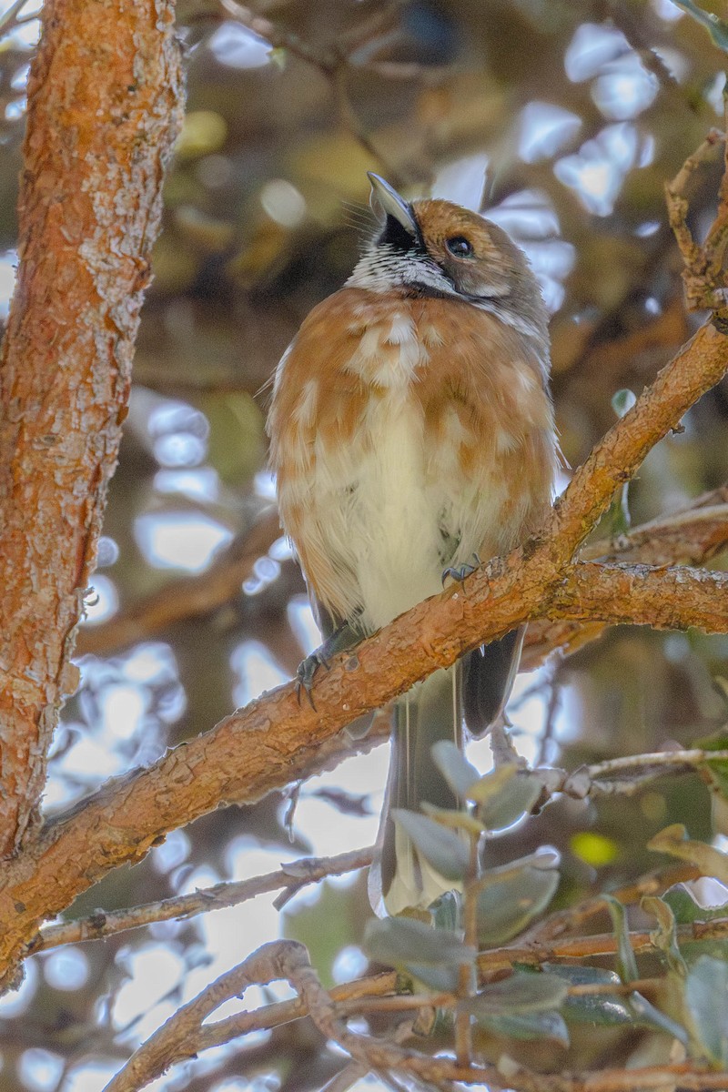 hawaiielepaio - ML646887054