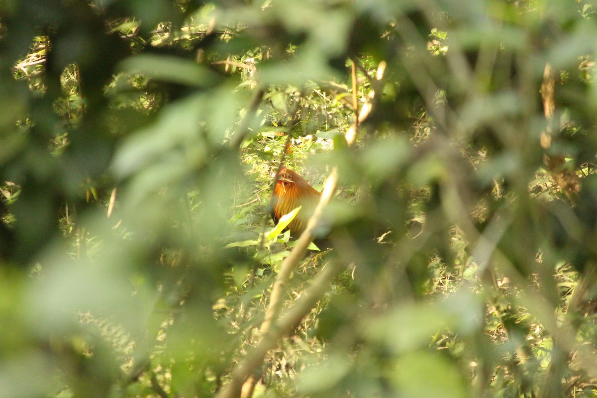 Red Junglefowl - ML646887069